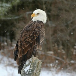 Bald Eagle
