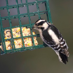 Homemade Wild Bird Food