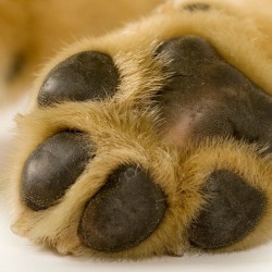 Dog's paw, showing pads.