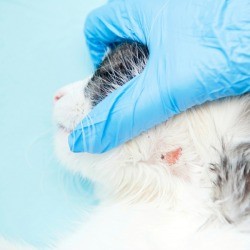 Cat's Ringworm