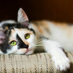 Mixed Breed Cat