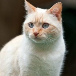 Siamese Mix