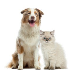 Dog with Cat