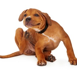 Dog Scratching Fleas