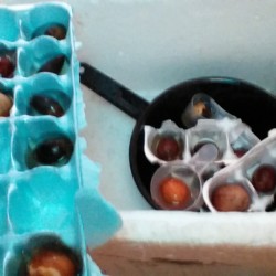 Avocado Pits in Egg Crates