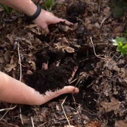 Lazy Gardening for Healthy Yards