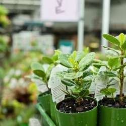 Plants in pots at a nursery.