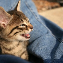 Teething Kitten