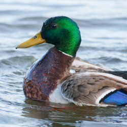 Mallard Duck