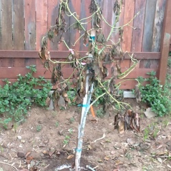Transplanted avocado tree.