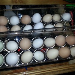 clear plastic egg container