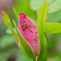 Aphids on a rose bud.