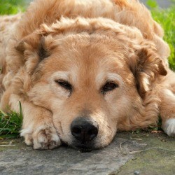 Old Dog