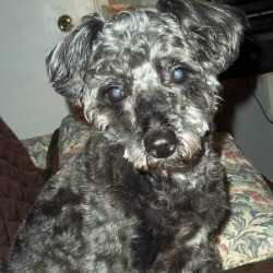 Poodle Terrier Mix