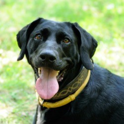 Dog with a Flea Collar