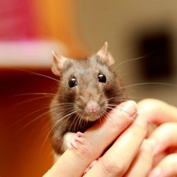 Pet Rat