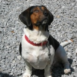 Beagle/Basset Hound