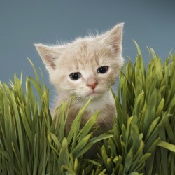 Cat in wheat grass