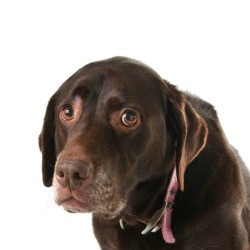 scared dog
