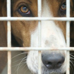 A dog in a kennel at the pound.