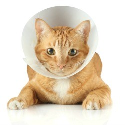 A cat wearing a cone on its head.