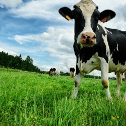 cow on grass