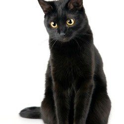 Black Cat