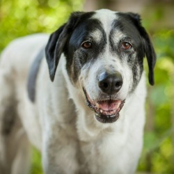 Lab Mix