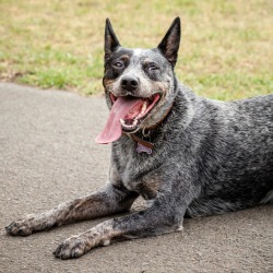 Blue Heeler