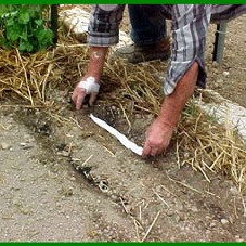 Making Seed Tapes