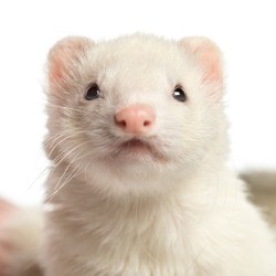 Ferret