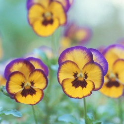 Pansies
