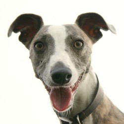 Whippet