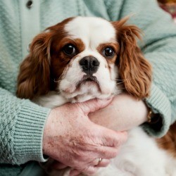 Dog Psychology