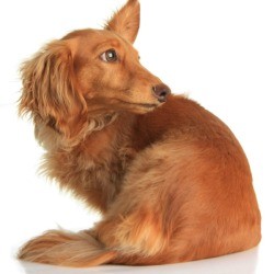Dog Hearing Loud Noise