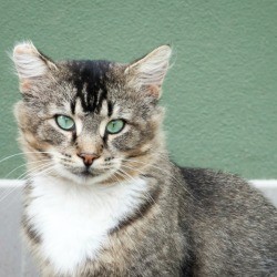 house cat