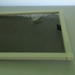 Damaged Window Screen