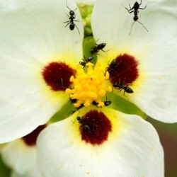 ants on a flower