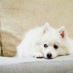 A dog sitting on a couch.