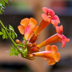 trumpet vine