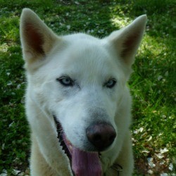 white mix breed dog