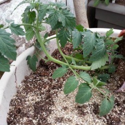 tomato plant on its side 2