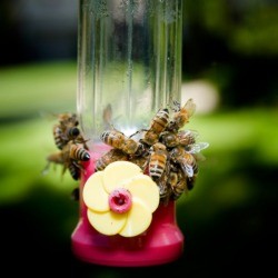 Hummingbird Feeder With Bees
