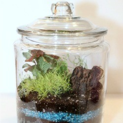 Making a Terrarium