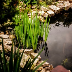 Garden Pond