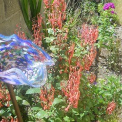 view down garden of fuchsia with other plantings