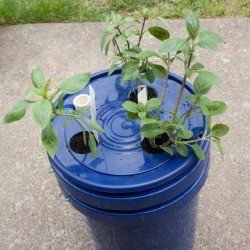 Self Watering Basil Planter