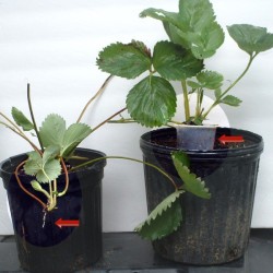 runner rooting in cup sitting on top of soil in black plastic pot