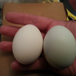 white and green egg