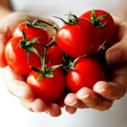 Cooking with Tomatoes
